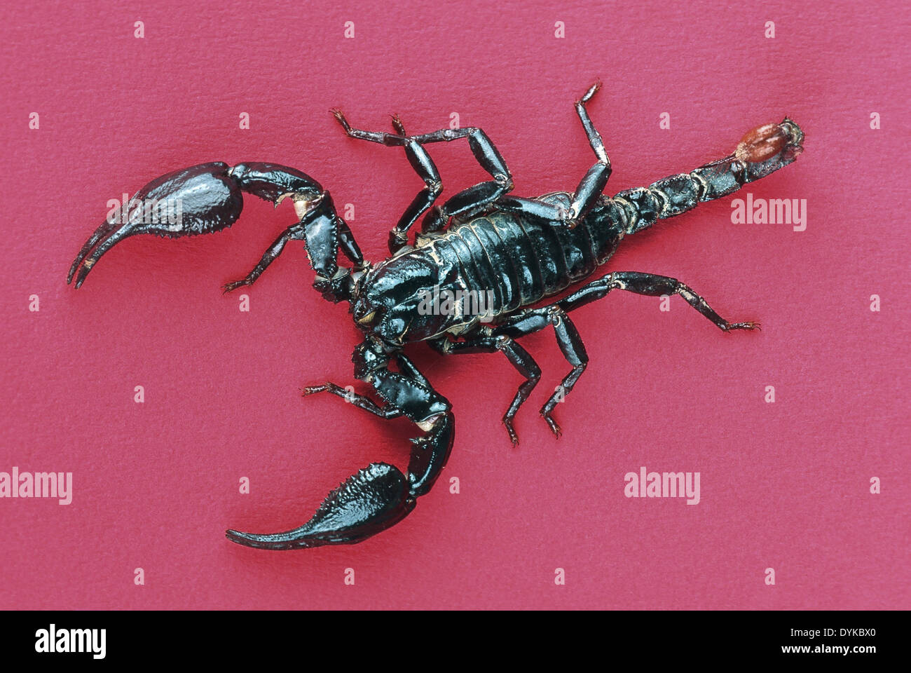 Skorpion, Scorpion, Blauer Thaï. | scorpion, blue thaï. Banque D'Images