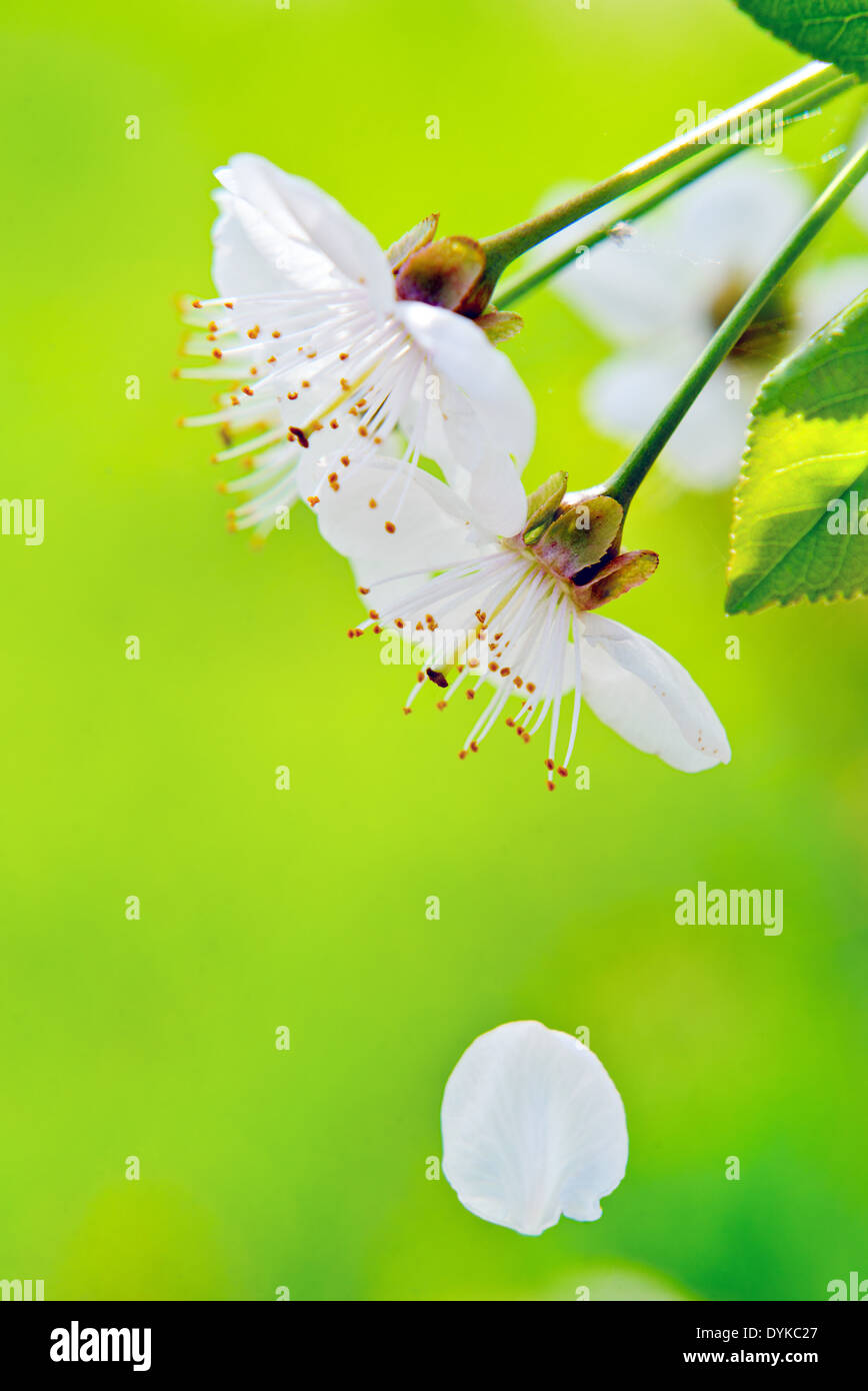 Fleurs fleur de poire au printemps comme arrière-plan de saison Banque D'Images