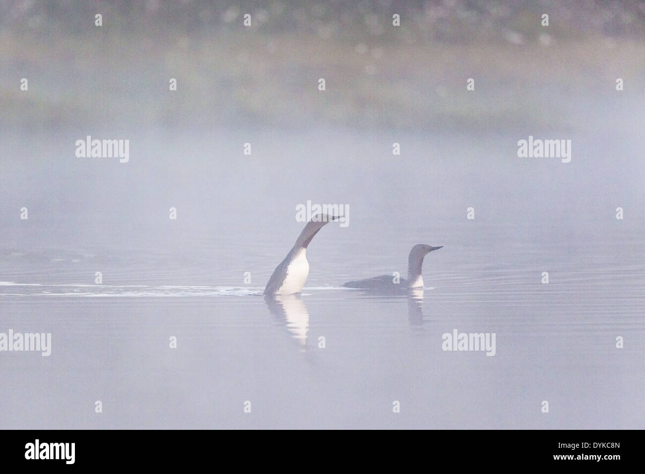 Huart à gorge rouge jeux d'accouplement de la scène dans un lac brumeux Banque D'Images