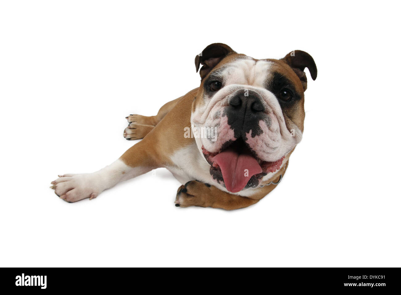 Englische Bulldogge, Canis lupus f. familiaris, bulldog Anglais Banque D'Images