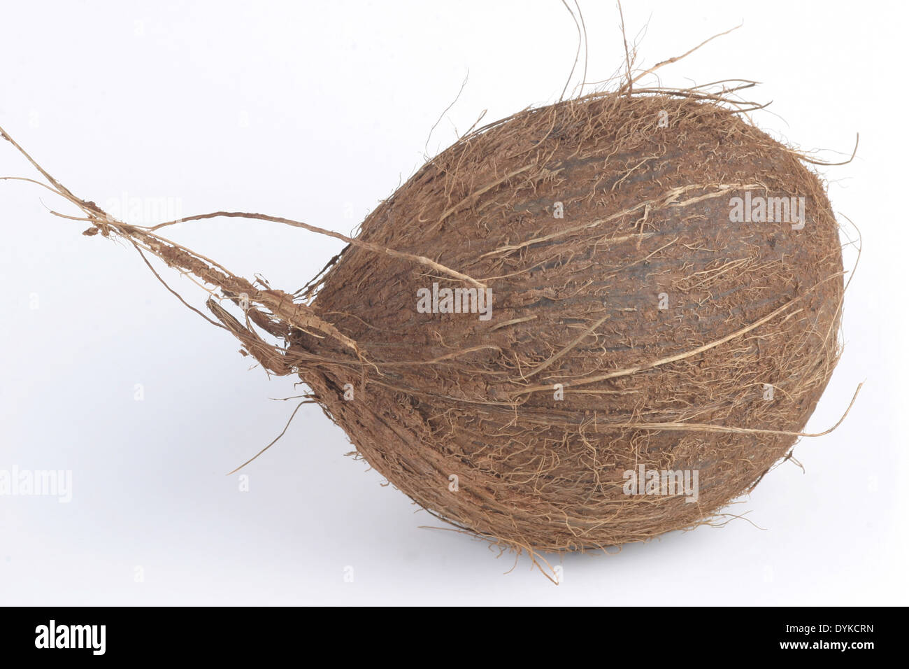 Kokosnuss, Cocos nucifera, cocotier, Kokosnuss (Cocos nucifera), Verbreitung : Polynesien. | cocotier (Cocos nucifera), Banque D'Images