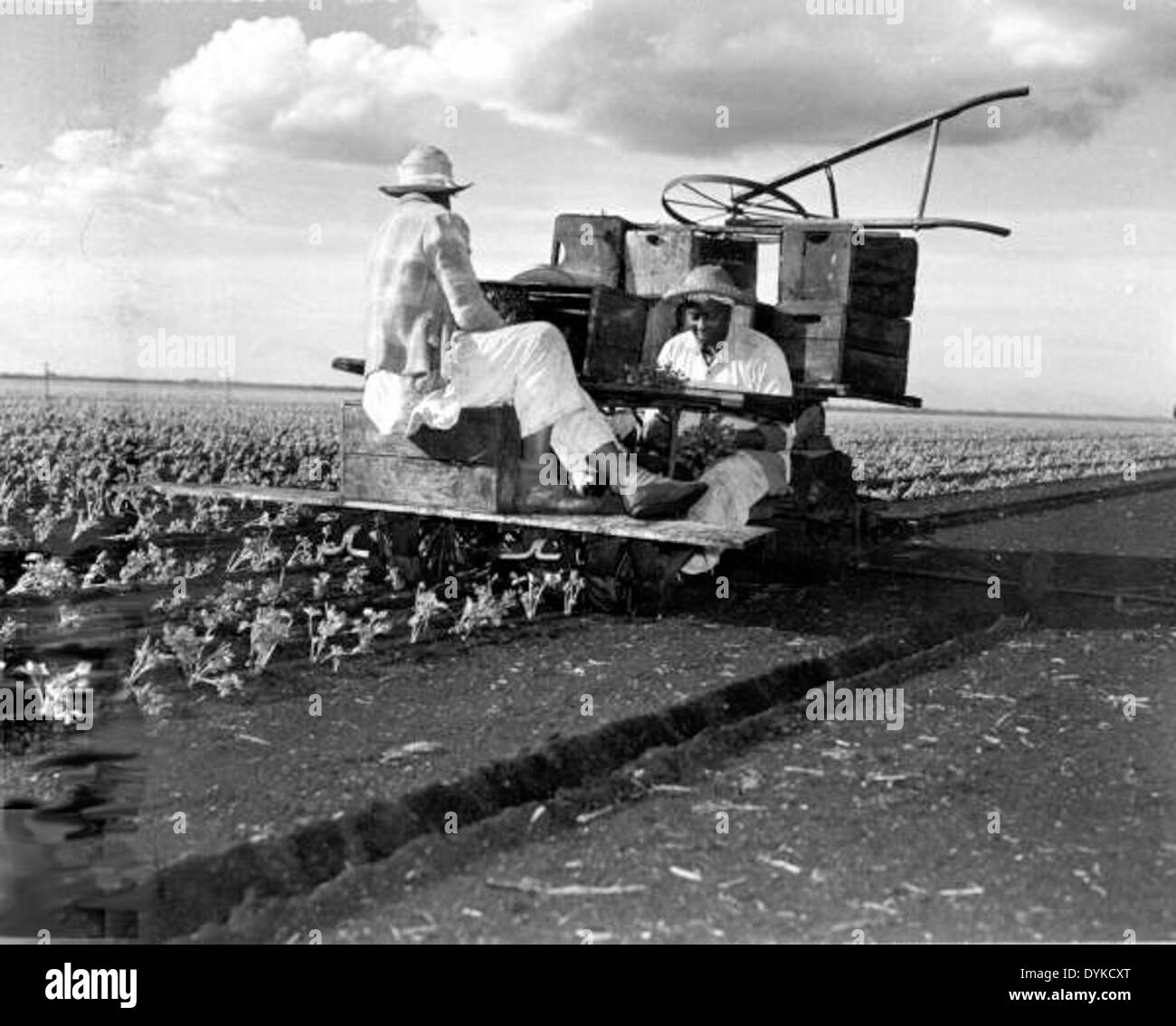 Un planteur de céleri au travail dans les champs de belle Glade, Floride. Cette image capture les pratiques agricoles dans la région, mettant en évidence la main-d'œuvre impliquée dans l'élevage du céleri et la communauté agricole. Banque D'Images