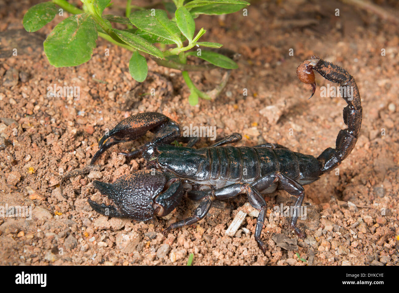 Scorpion Pandinus imperator (empereur), au Ghana. Banque D'Images