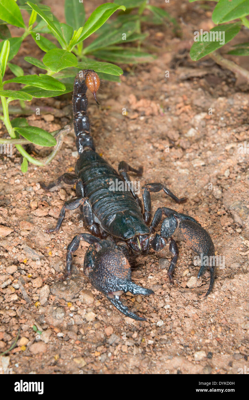 Scorpion Pandinus imperator (empereur), au Ghana. Banque D'Images