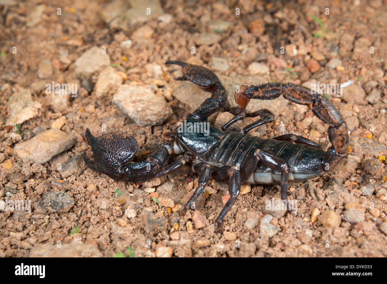 Scorpion Pandinus imperator (empereur), au Ghana. Banque D'Images