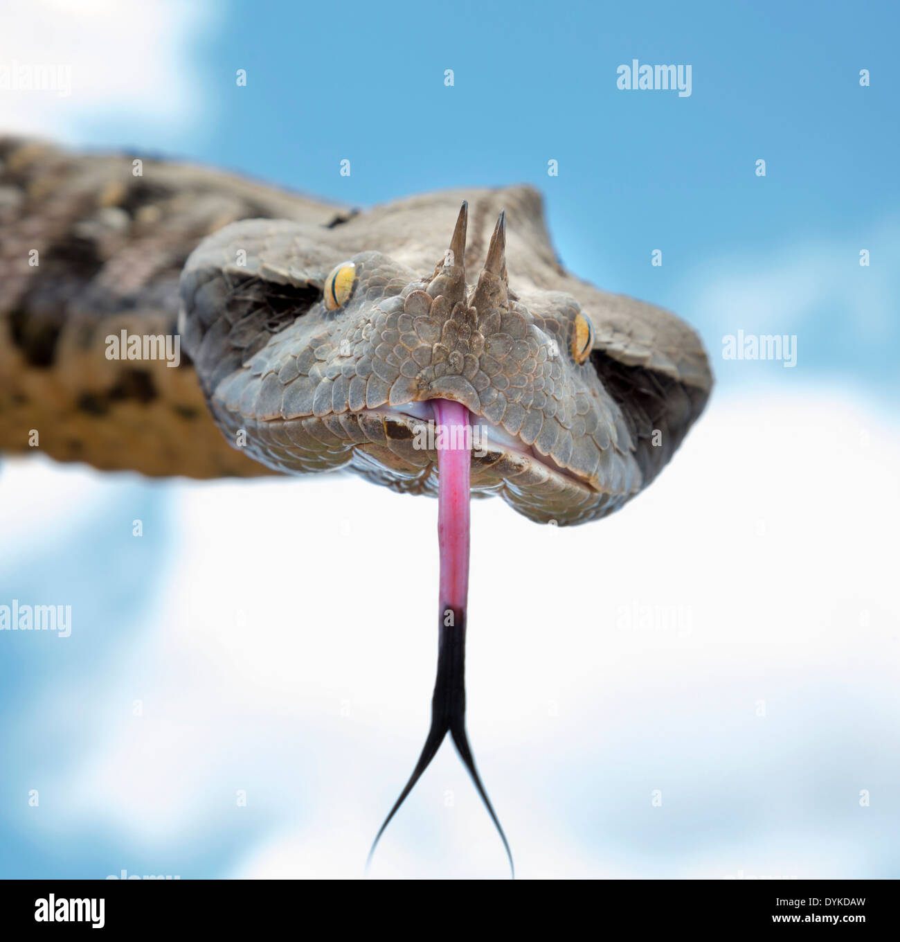 Portrait de Bitis rhinoceros (West African Gaboon viper), Ghana. Banque D'Images