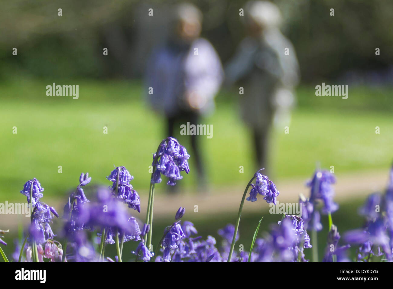 Wimbledon Londres le 21 avril. Fleurs jacinthes en fleurs sur Wimbledon Common Crédit : amer ghazzal/Alamy Live News Banque D'Images