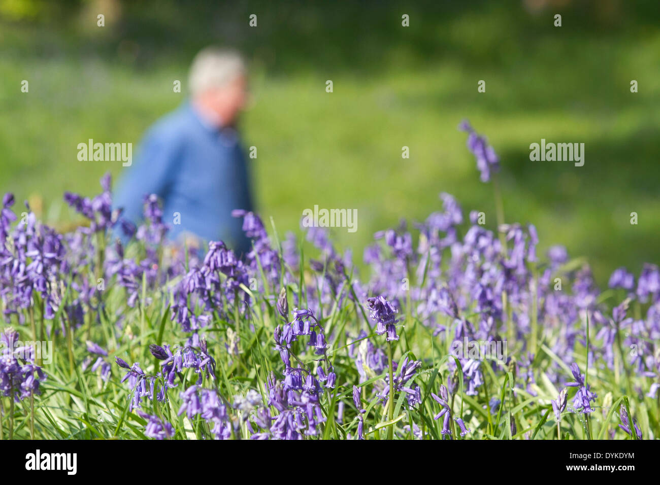 Wimbledon Londres le 21 avril. Fleurs jacinthes en fleurs sur Wimbledon Common Crédit : amer ghazzal/Alamy Live News Banque D'Images