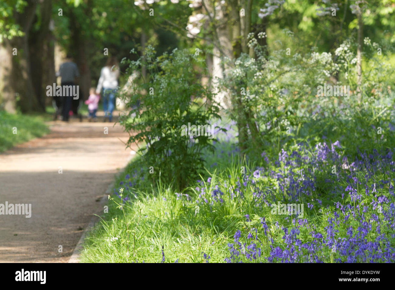 Wimbledon Londres le 21 avril. Fleurs jacinthes en fleurs sur Wimbledon Common Crédit : amer ghazzal/Alamy Live News Banque D'Images