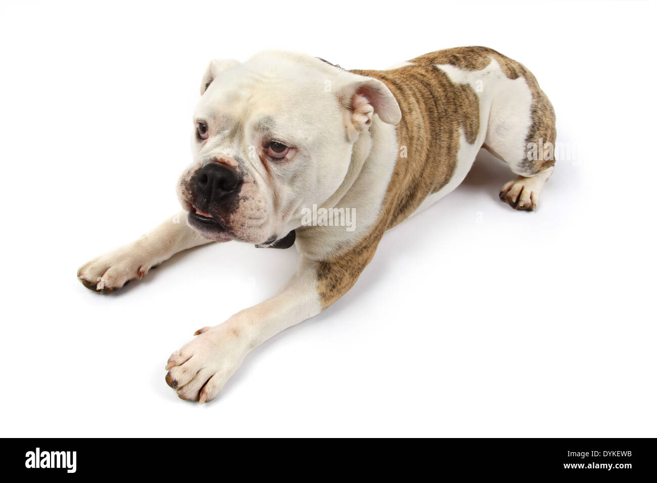 Chien bulldog Anglais animal englische Bulldogge Banque D'Images