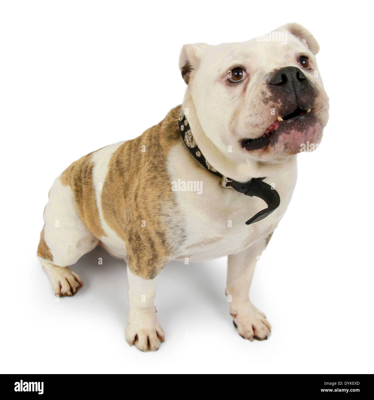 Englische Bulldogge, Canis lupus f. familiaris, bulldog Anglais, Englische Bulldogge vor weissen Hintergrund Banque D'Images