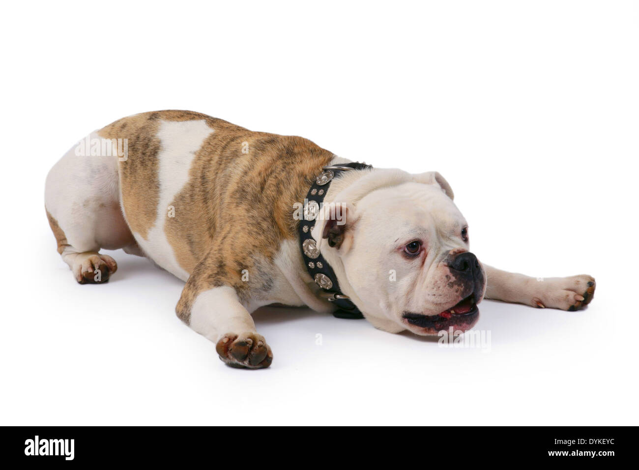 Englische Bulldogge, Canis lupus f. familiaris, bulldog Anglais, Englische Bulldogge vor weissen Hintergrund Banque D'Images