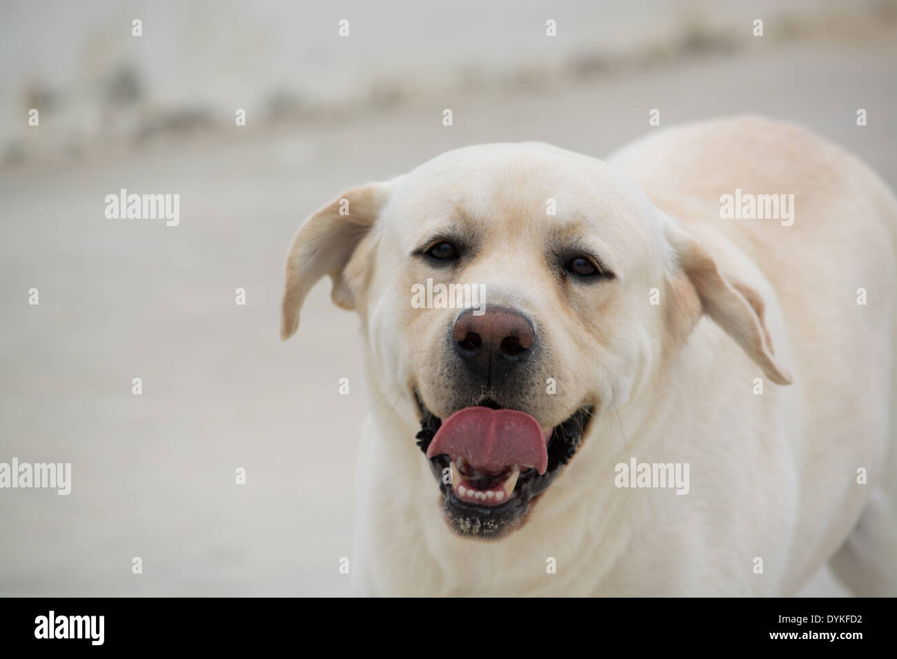 Animal qui sort la langue Banque de photographies et d’images à haute résolution Alamy