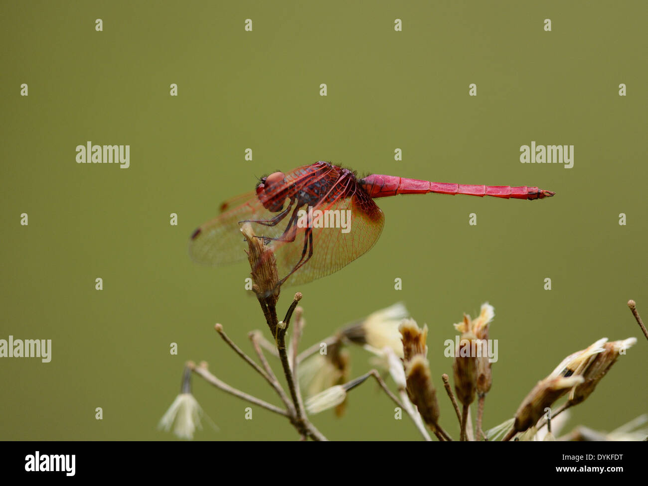 Beau mâle Crimson Marsh planeur dragonfly (Trithemis aurora) dans la forêt thaïlandaise Banque D'Images