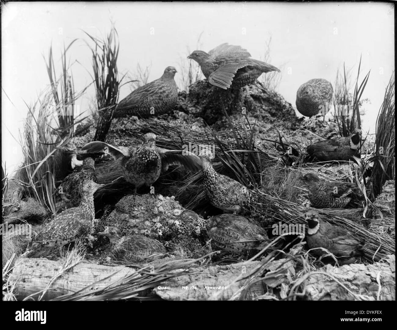 Cette peinture intitulée *Quail* du Powerhouse Museum capture la beauté de la faune, représentant une caille dans un cadre naturel. L'œuvre met l'accent sur l'élégance et les détails complexes de l'oiseau, soulignant son plumage et sa posture distinctifs. Banque D'Images