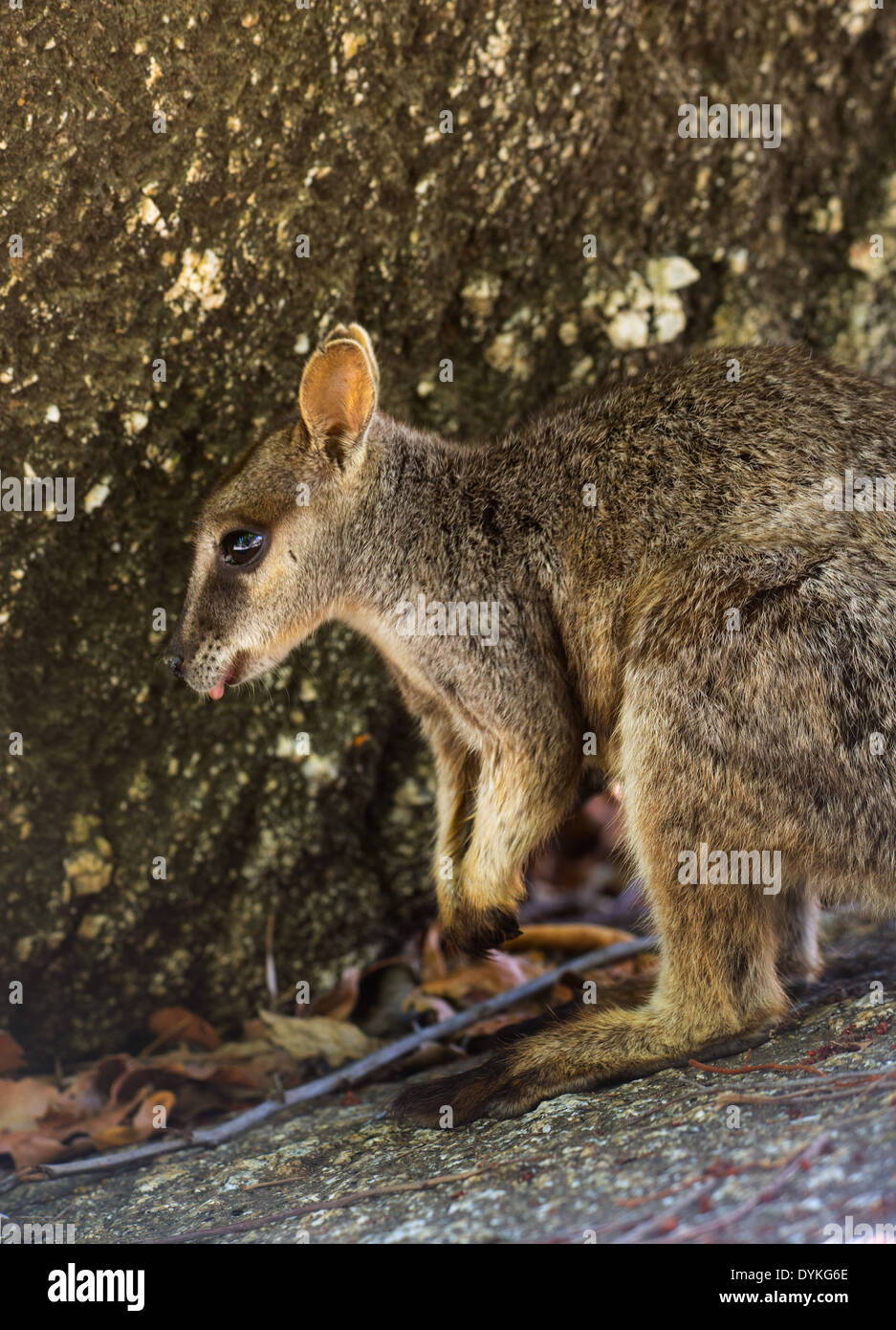 Mareeba Rock Wallaby (Petrogale mareeba) dans l'habitat naturel, Atherton Tablelands, Queensland, Australie Banque D'Images
