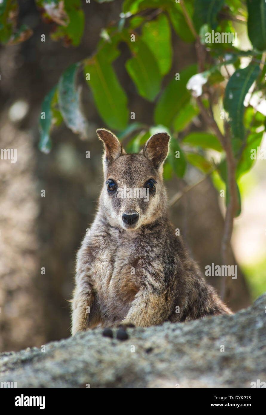 Mareeba Rock Wallaby (Petrogale mareeba) dans l'habitat naturel, Atherton Tablelands, Queensland, Australie Banque D'Images