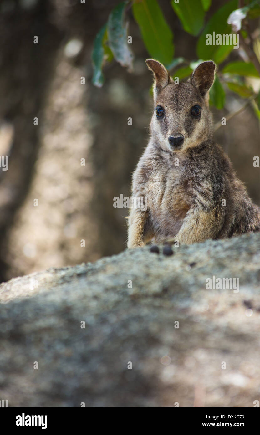 Mareeba Rock Wallaby (Petrogale mareeba) dans l'habitat naturel, Atherton Tablelands, Queensland, Australie Banque D'Images