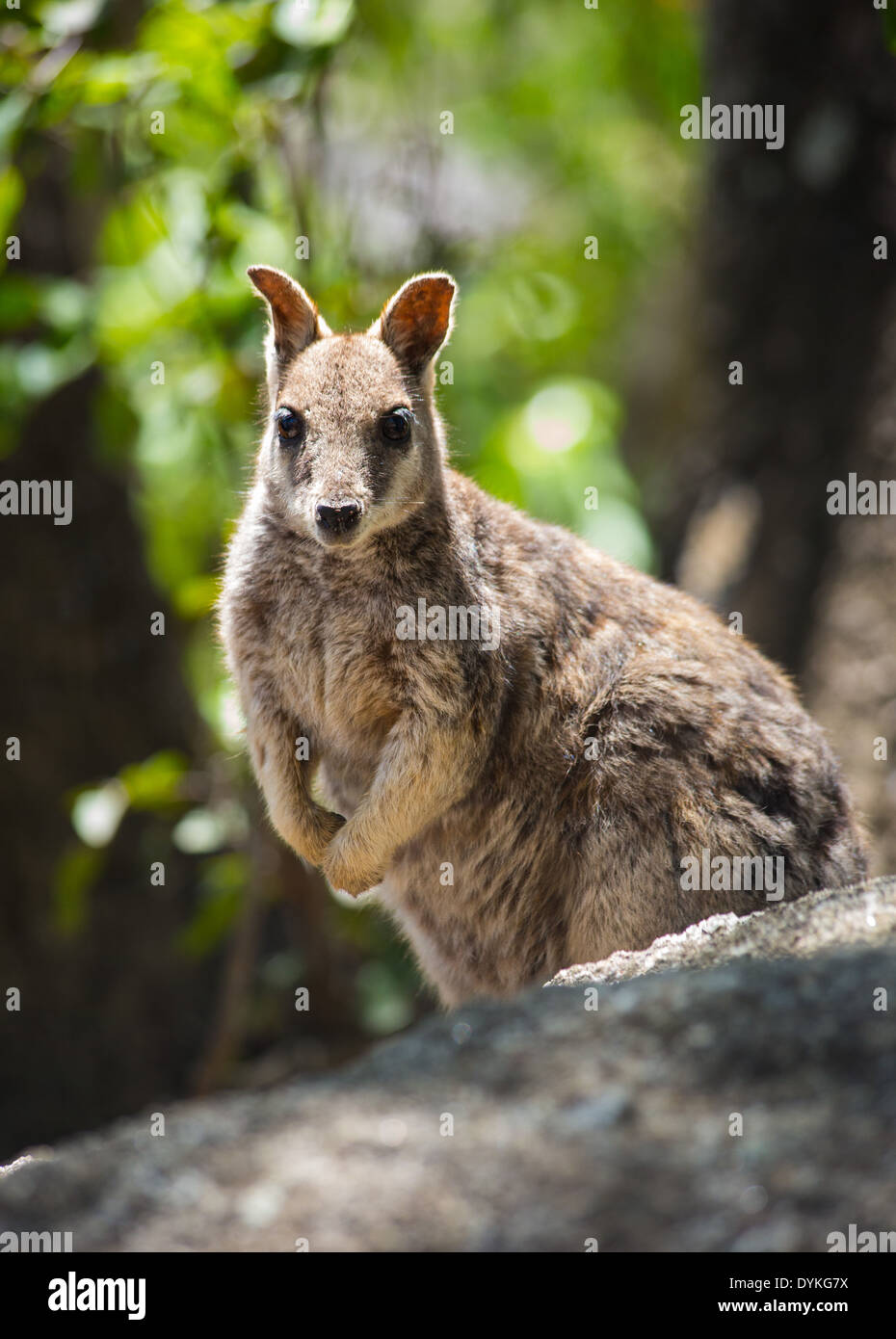 Mareeba Rock Wallaby (Petrogale mareeba) dans l'habitat naturel, Atherton Tablelands, Queensland, Australie Banque D'Images