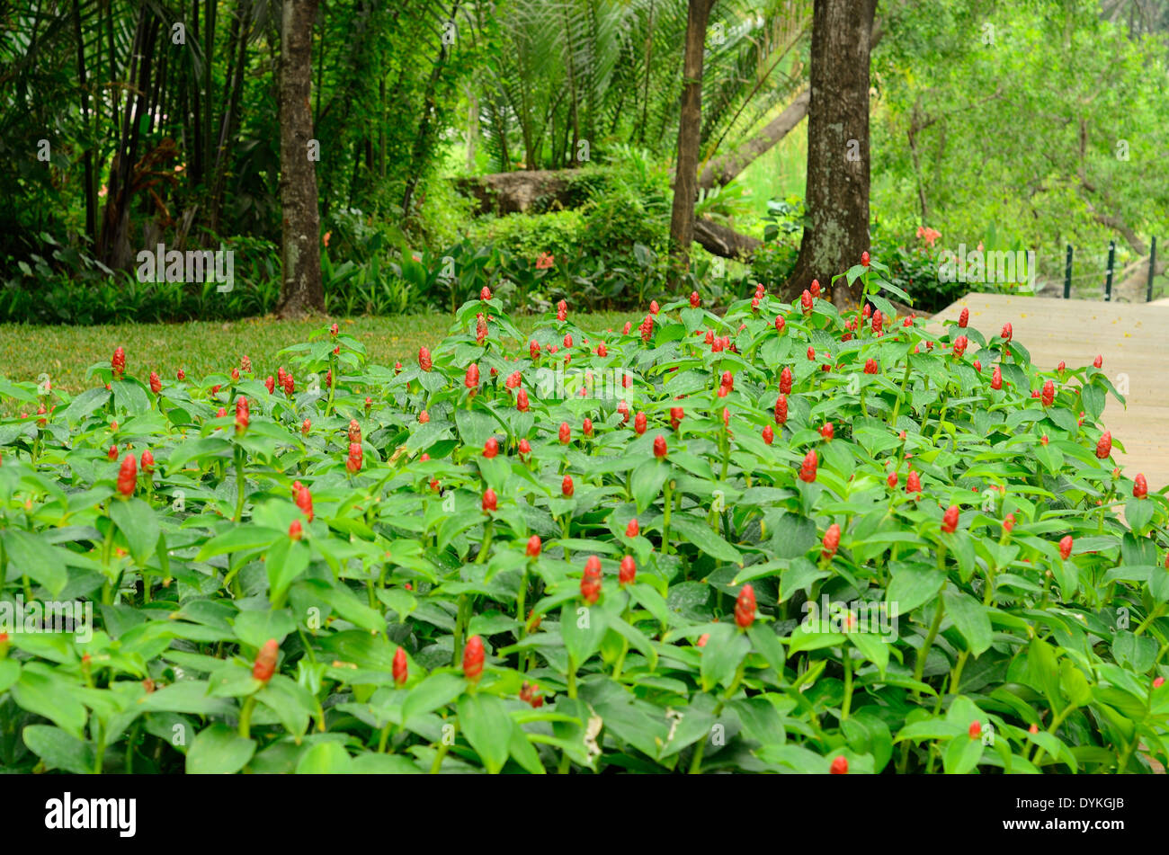 Belle fleur de Gingembre Crape (Costus speciosus) au Thai jardin fleuri Banque D'Images