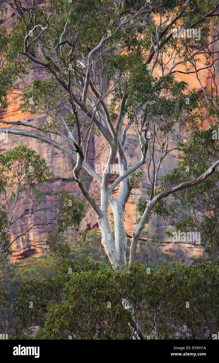Avec l'eucalyptus, de l'escarpement de grès du Parc National Wollemi, New South Wales, Australie Banque D'Images