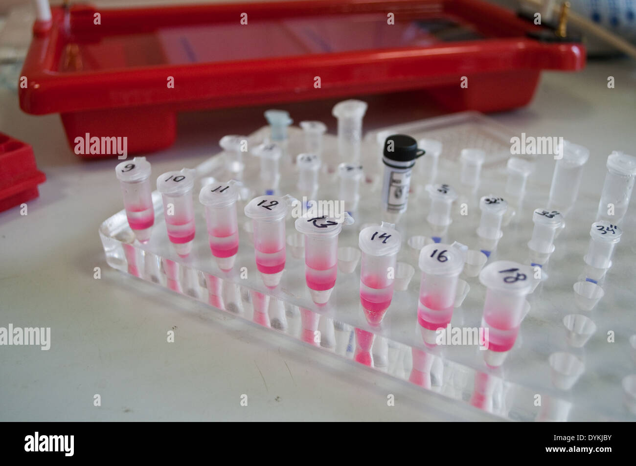 24 dans le laboratoire d'analyses biologiques. Matériel et équipements pour des expériences scientifiques. Banque D'Images