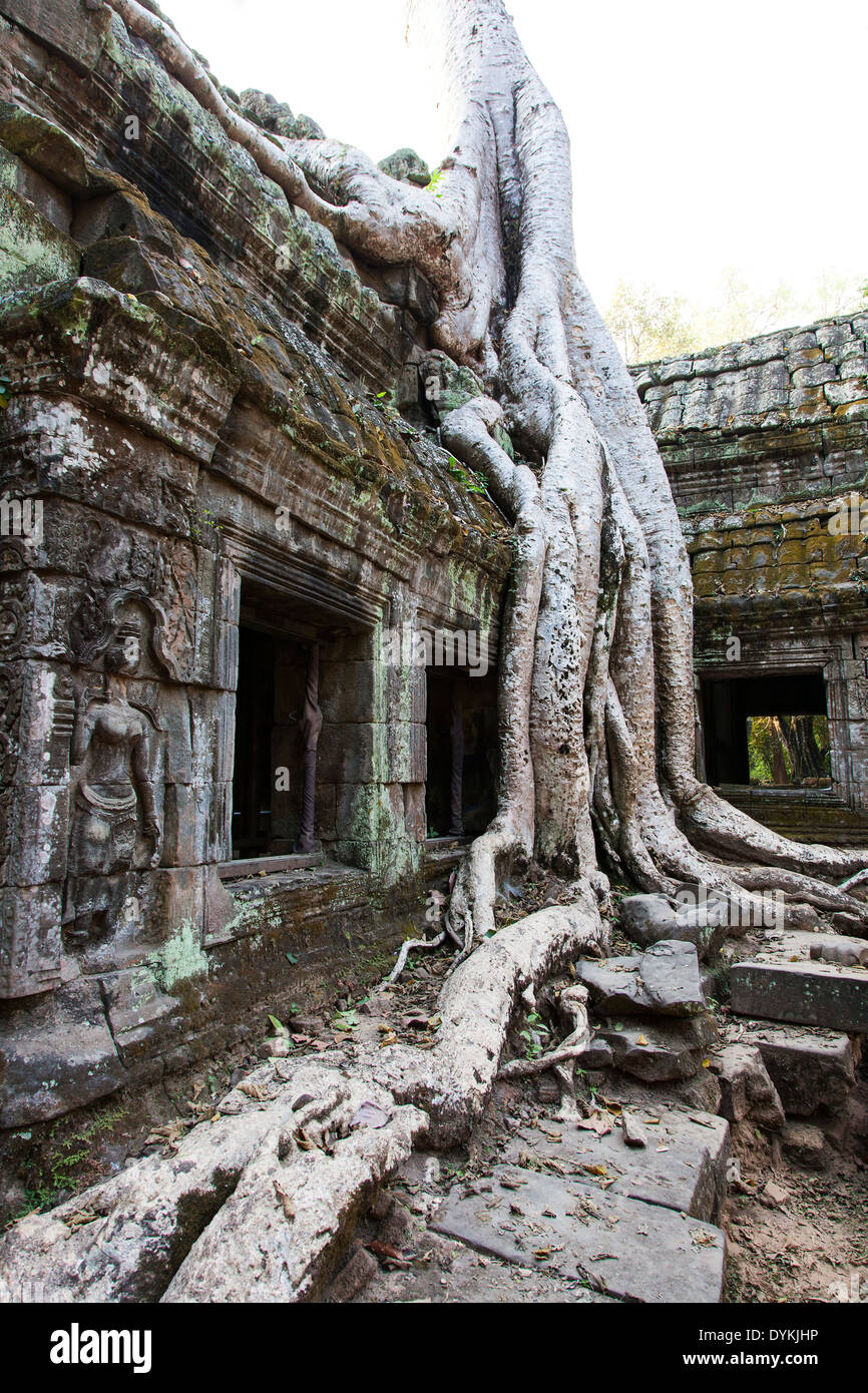 Ta Prohm Temple (Rajavihara), Angkor, Siem Reap, Cambodge Banque D'Images Ta Prohm Temple (Rajavihara), Angkor, Siem Reap, Cambodge Banque D'Images