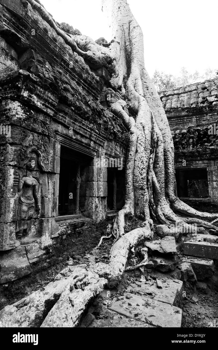 Ta Prohm Temple (Rajavihara), Angkor, Siem Reap, Cambodge Banque D'Images