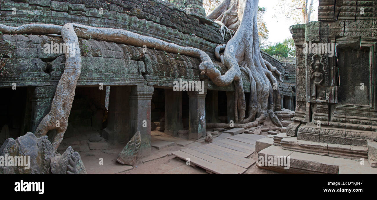 Ta Prohm Temple (Rajavihara), Angkor, Siem Reap, Cambodge Banque D'Images