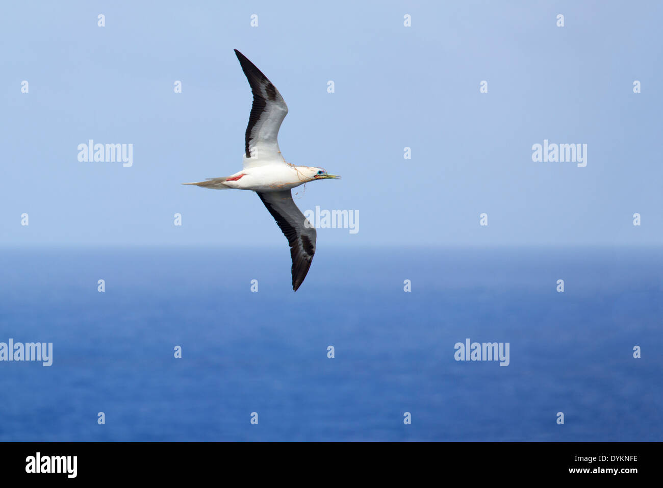 Booby à pieds rouges (Sula sula rubripes), phase de couleur blanche, vol et transport de matériel de nidification au-dessus de l'océan Pacifique Banque D'Images