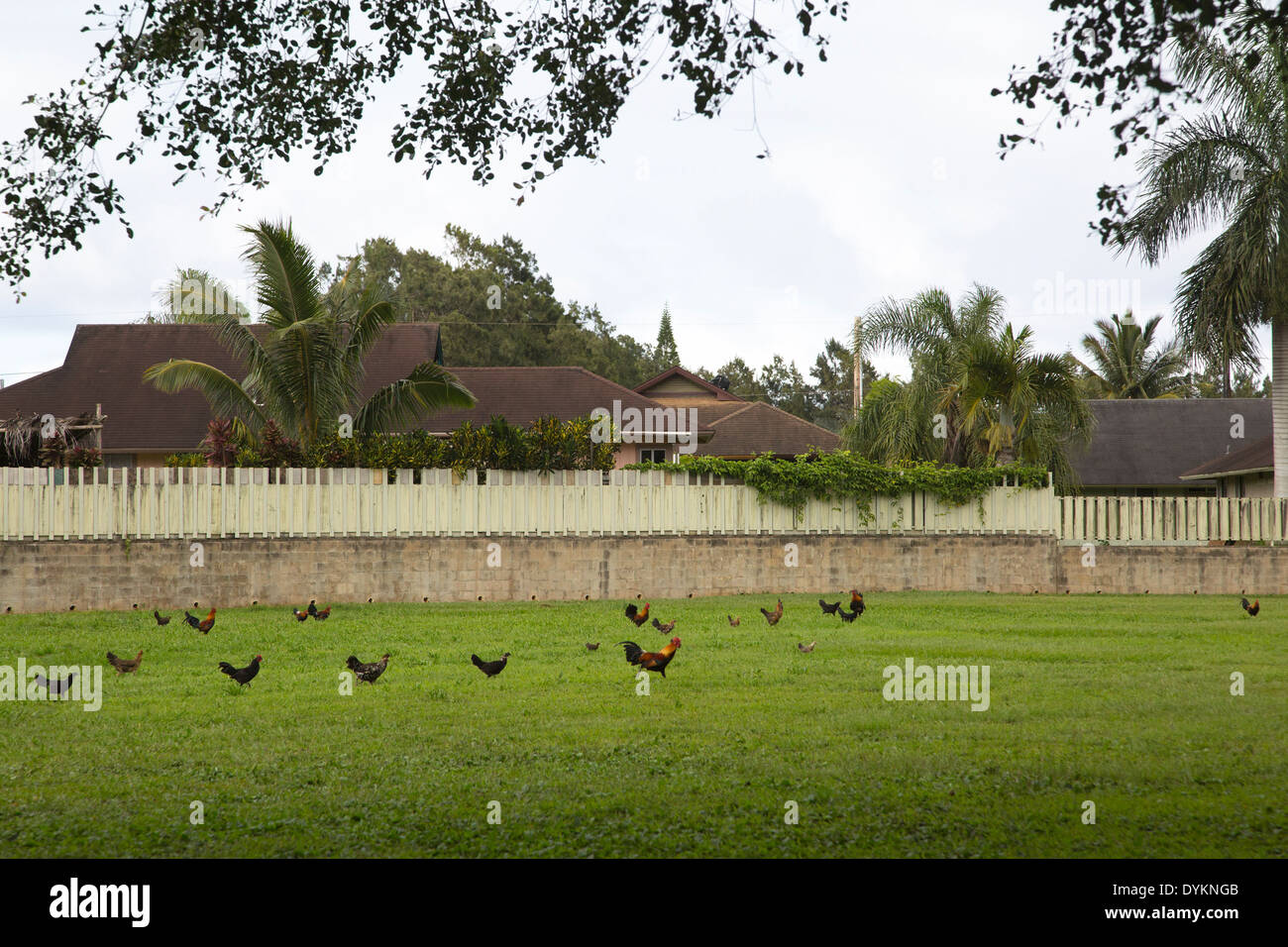 Coq (Gallus gallus domesticus) menant les poulets en travers de pelouse Banque D'Images