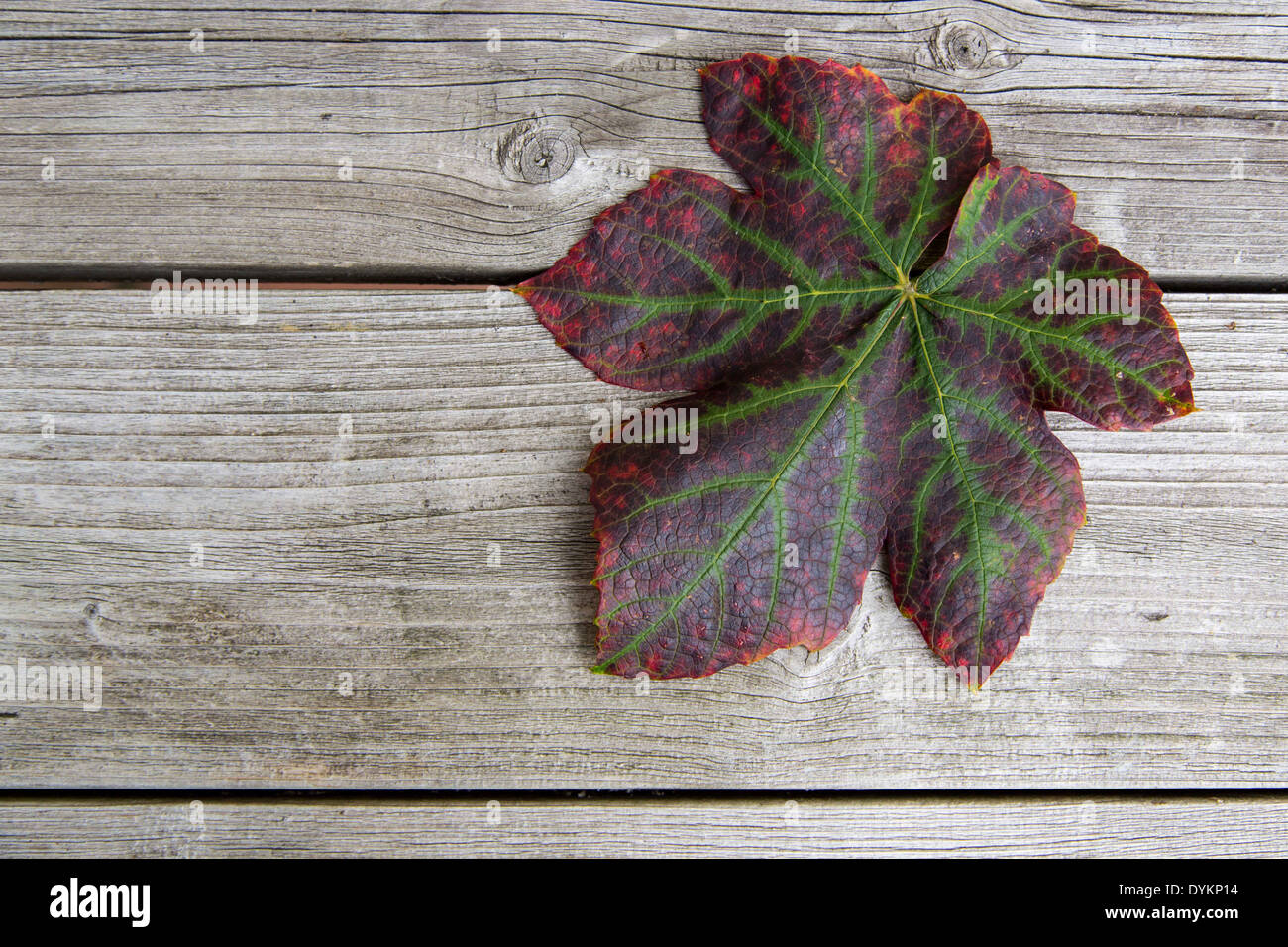Rouge, Vert, Violet feuille de vigne sur sun bois blanchie Banque D'Images