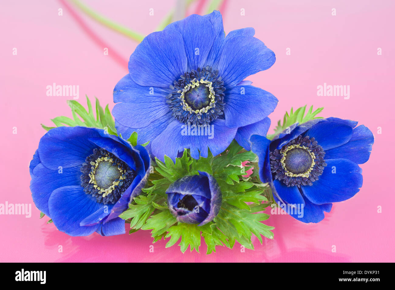 Quatre windflowers bleu sur fond rose Banque D'Images