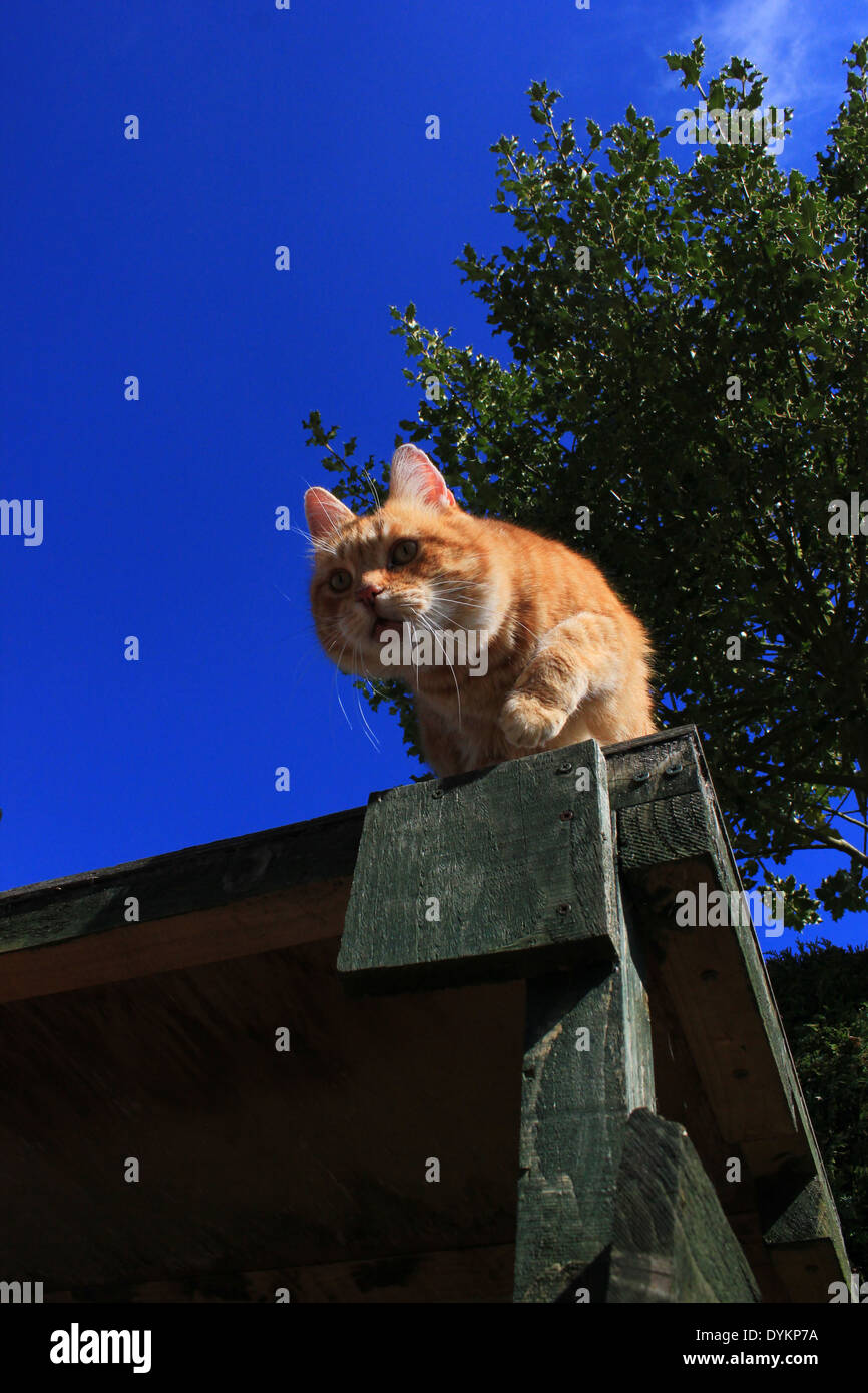 Le gingembre cat sur table de jardin en vertu de holly bush Banque D'Images