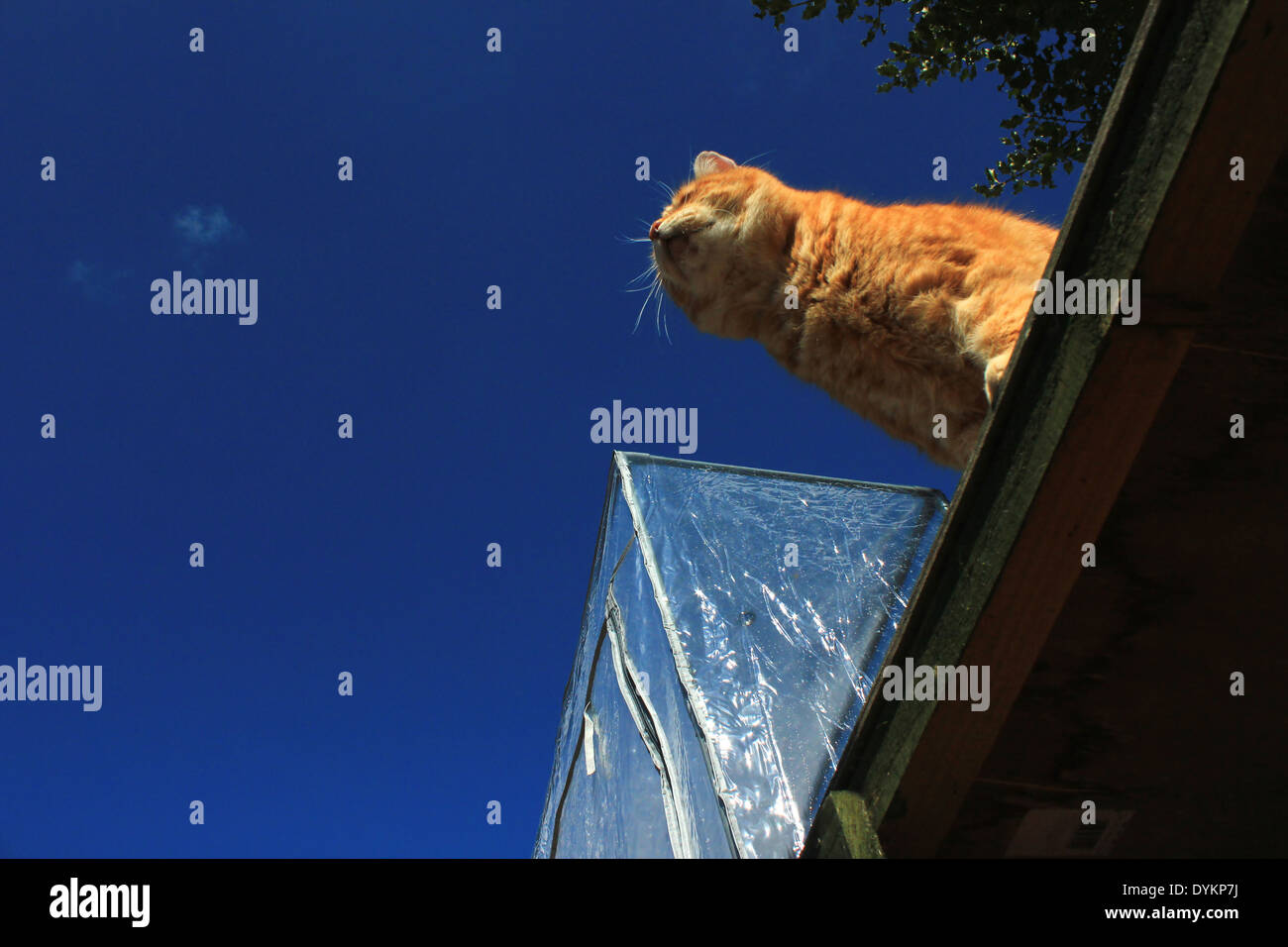 Le gingembre cat sur table de jardin en vertu de holly bush Banque D'Images