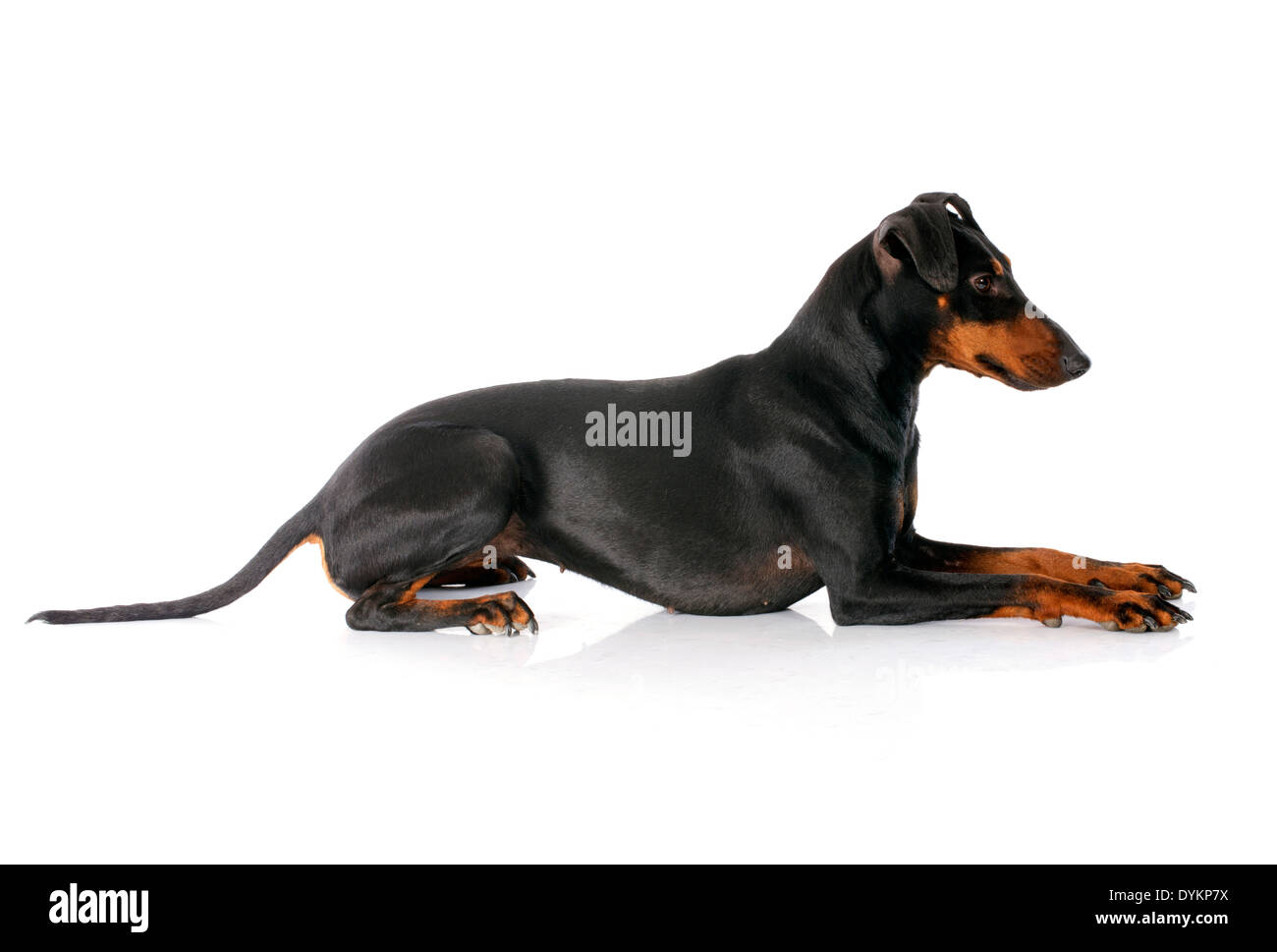 Manchester terrier in front of white background Banque D'Images