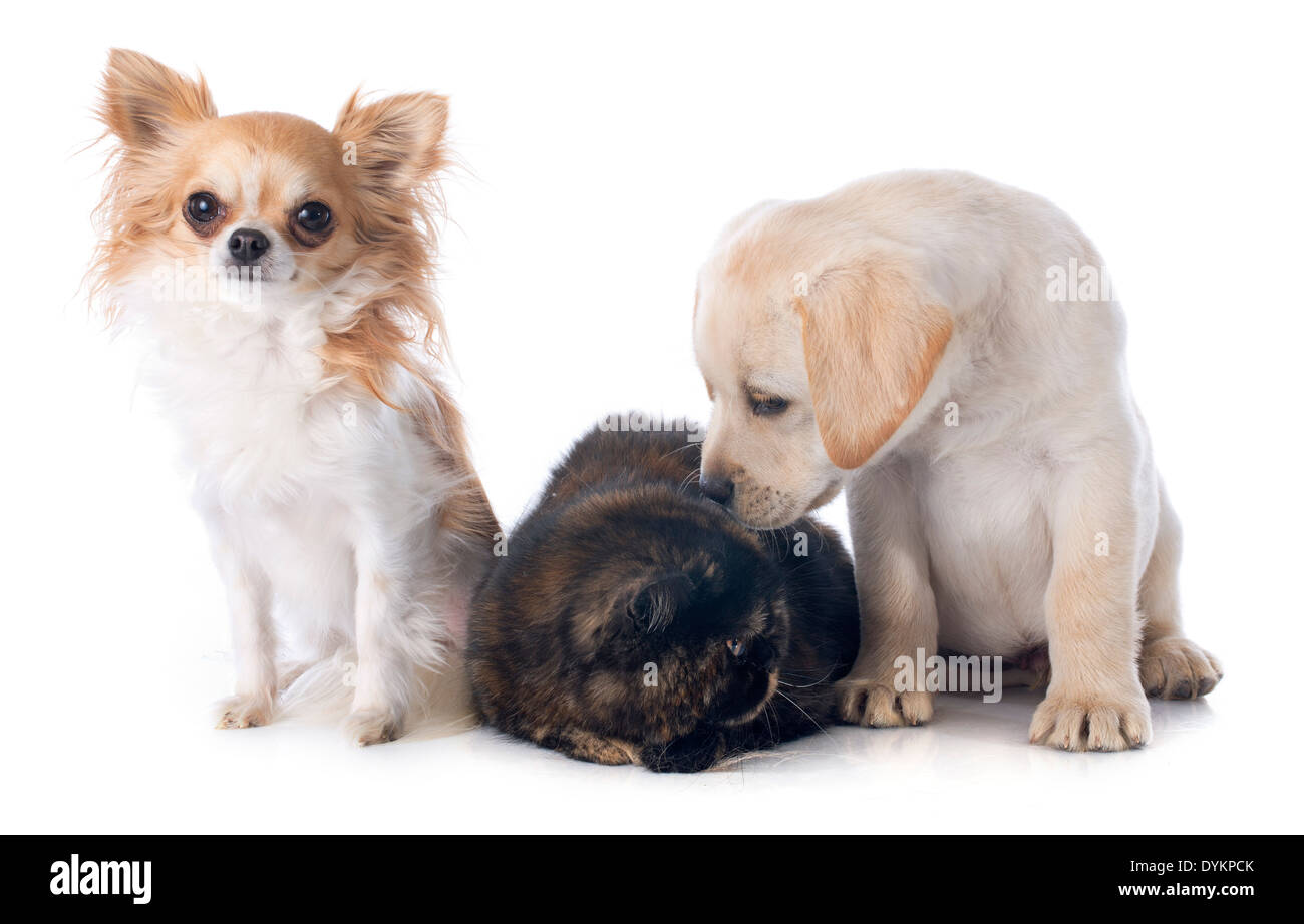 Chiens et chats Exotic shorthair in front of white background Banque D'Images Chiens et chats Exotic shorthair in front of white background Banque D'Images