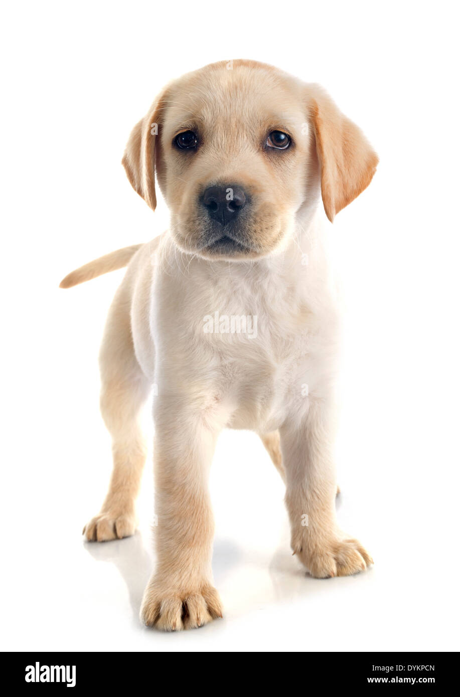 Chiot de race labrador retriever dans un studio Banque D'Images Chiot de race labrador retriever dans un studio Banque D'Images