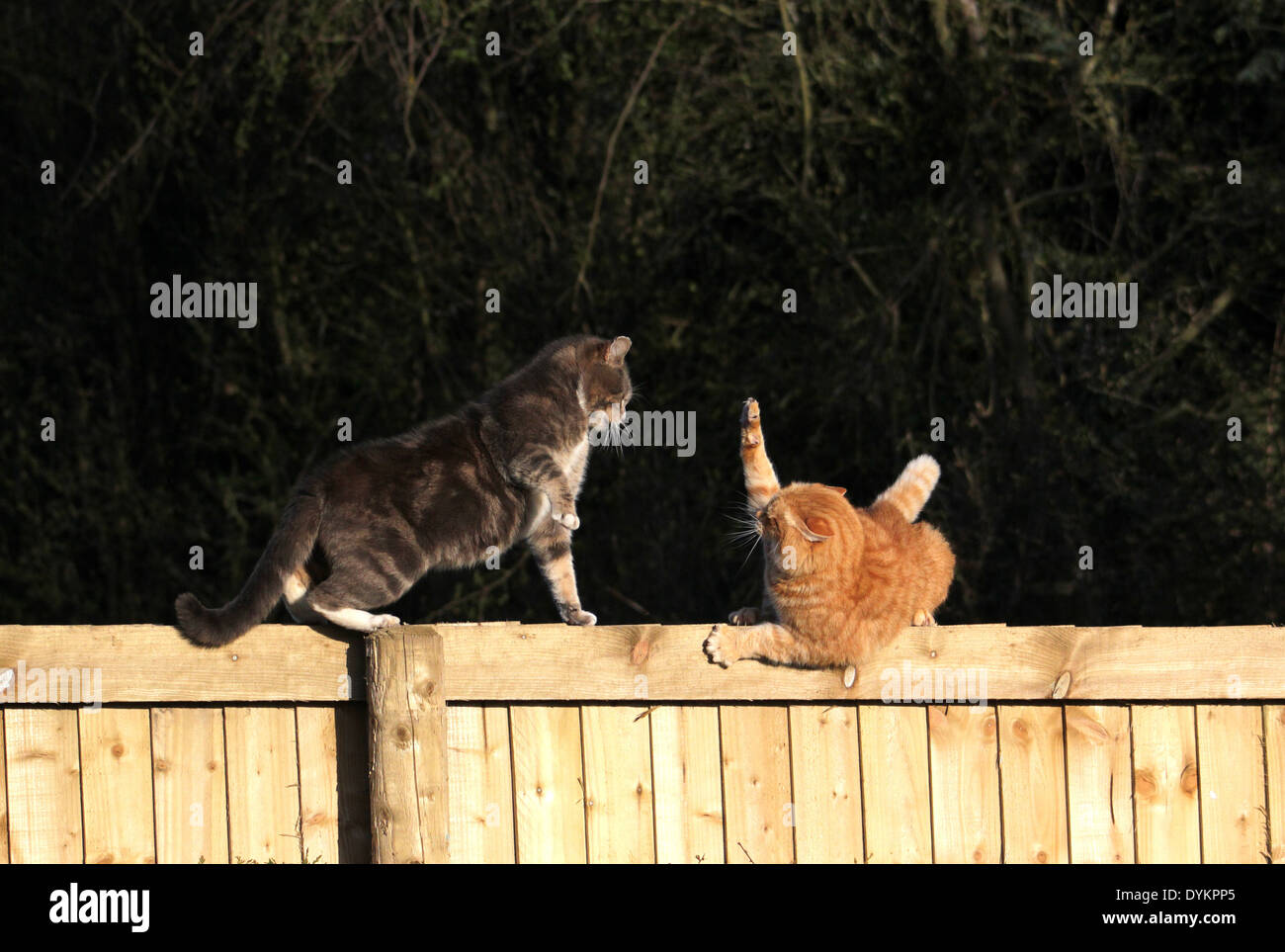 Et le gingembre Tabby cats combats sur jardin clôture Banque D'Images