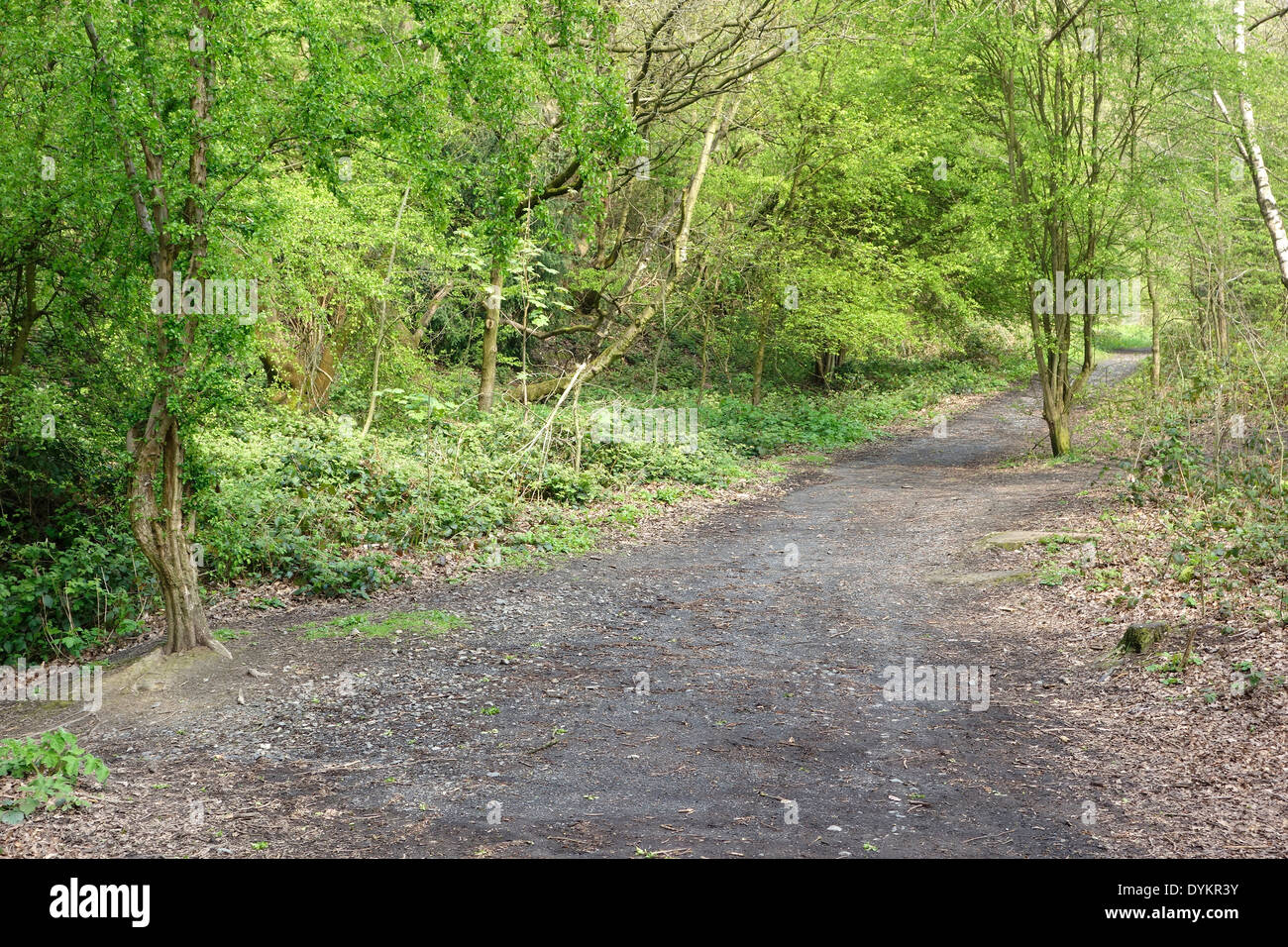 L'ancien tracé du chemin de fer Saltwells Pensnet, réserve naturelle locale, Brierley Hill, West Midlands, England, UK Banque D'Images
