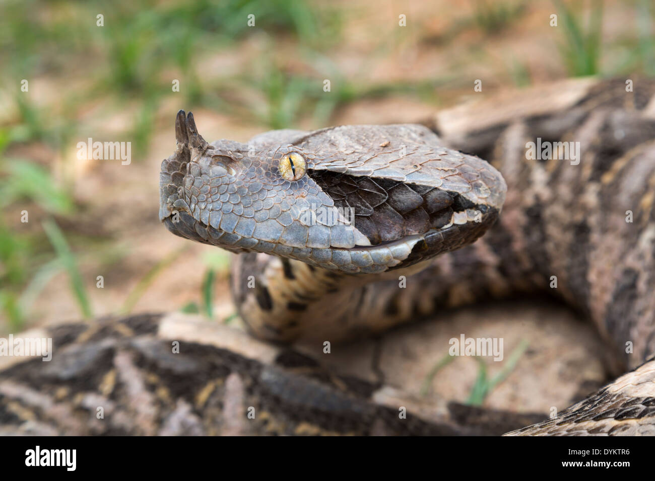 Portrait de Bitis rhinoceros (West African Gaboon viper), Ghana. Banque D'Images