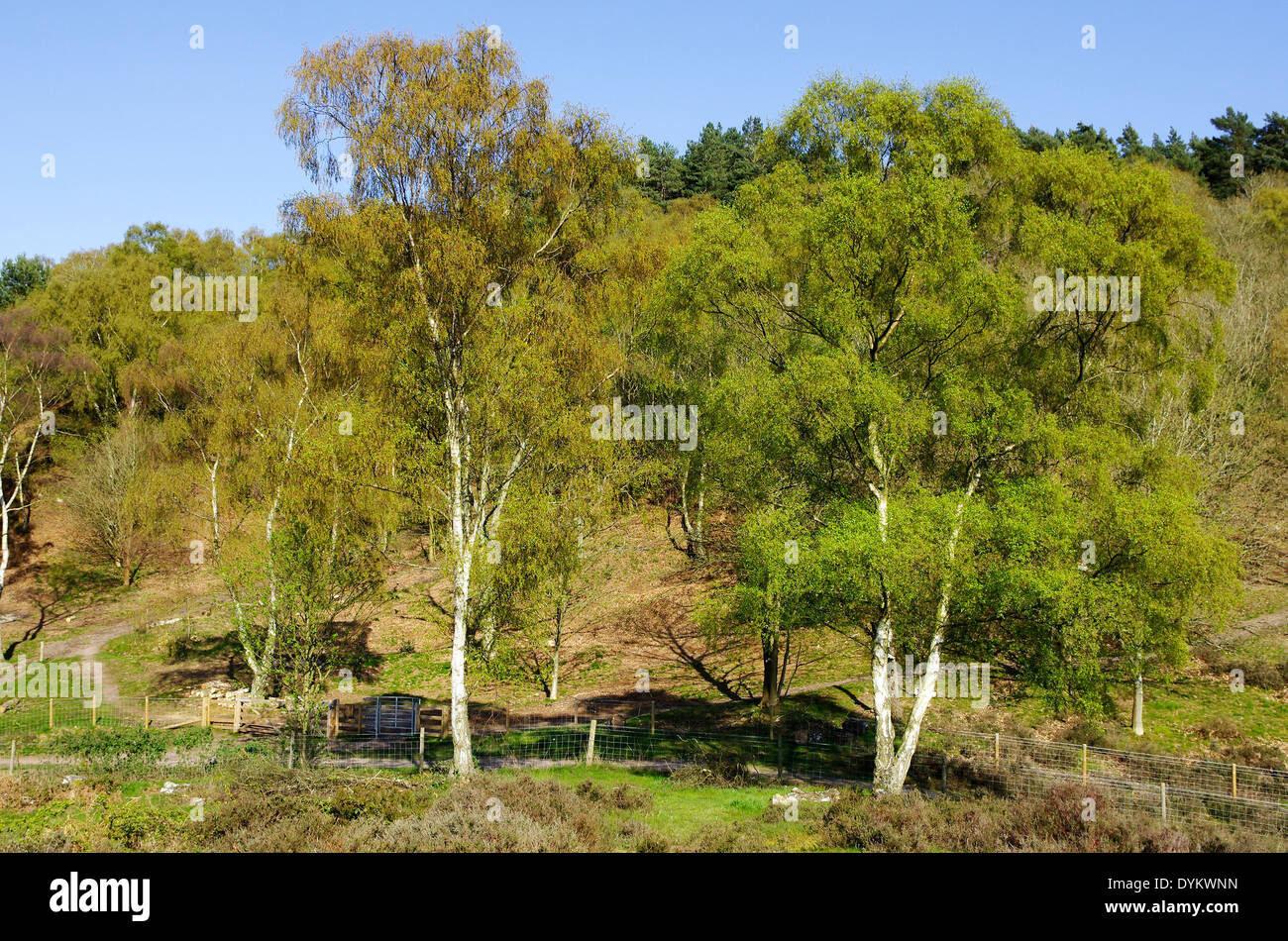 Bois de bouleau verruqueux Betula pendula ( ) au parc forestier de Kingsford, Worcestershire, Angleterre, RU au printemps Banque D'Images