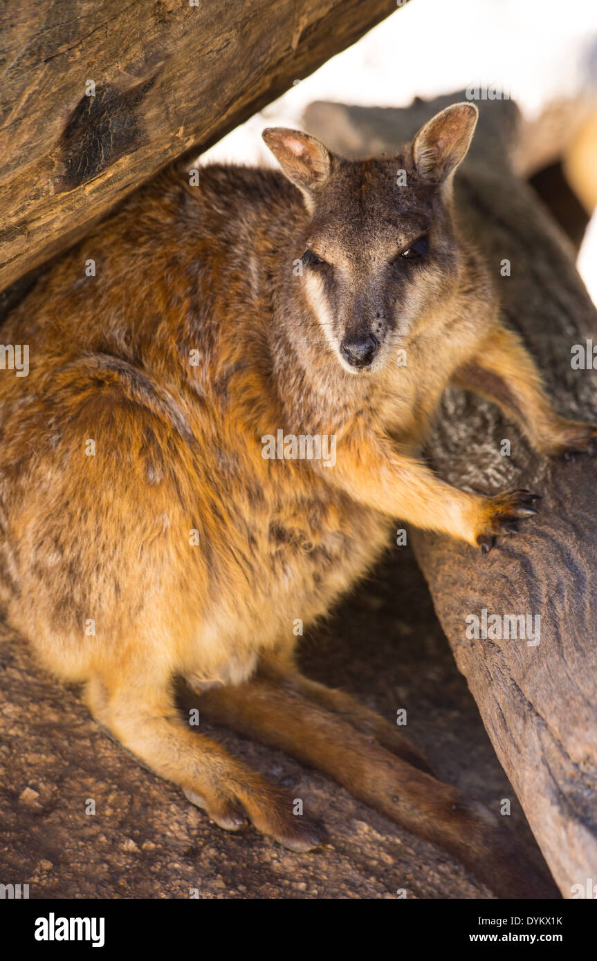 Mareeba Rock Wallaby (Petrogale mareeba) dans l'habitat naturel, Atherton Tablelands, Queensland, Australie Banque D'Images