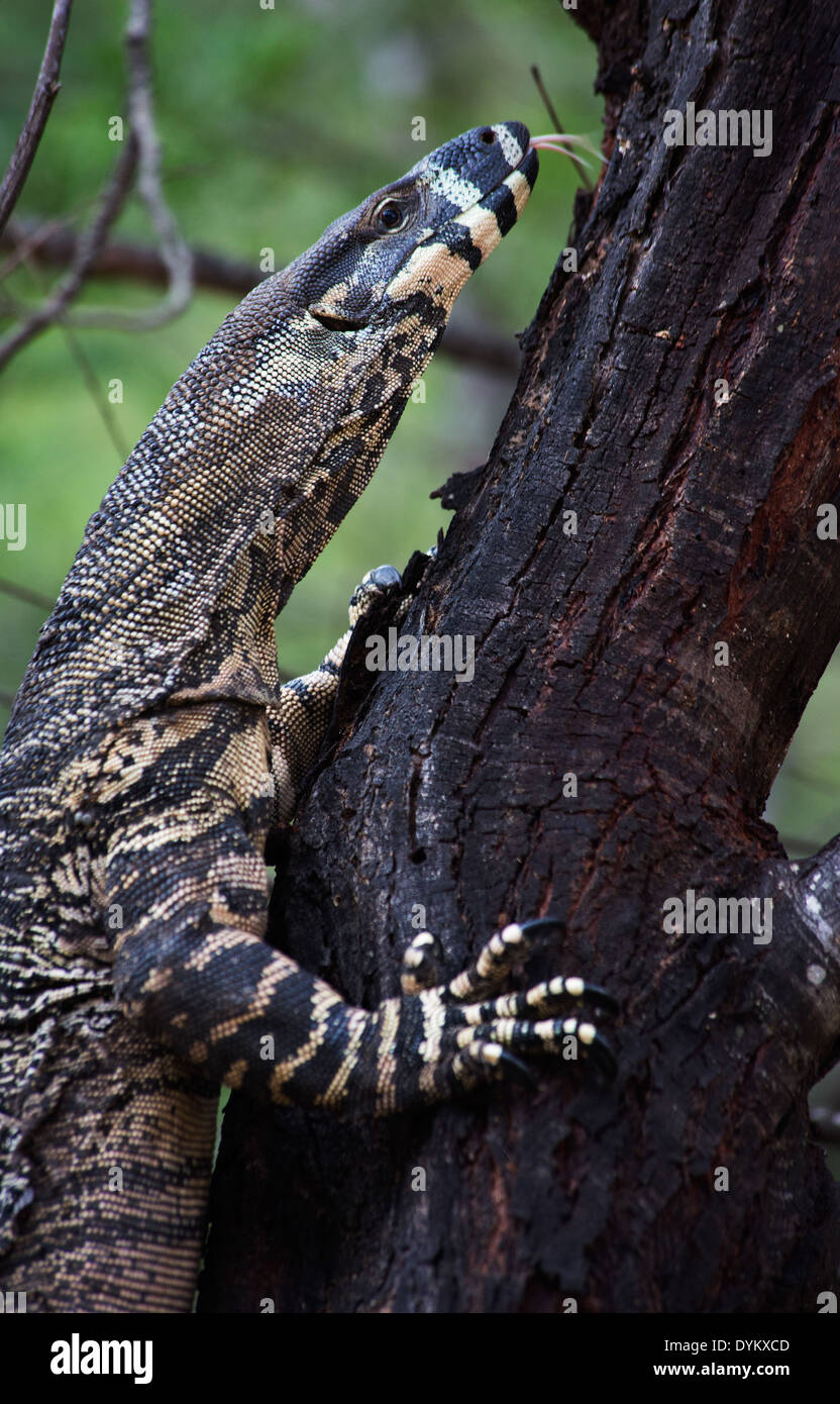 Lace Monitor, Varanus varius, escalade un arbre, du Parc National Wollemi, NSW, Australie Banque D'Images