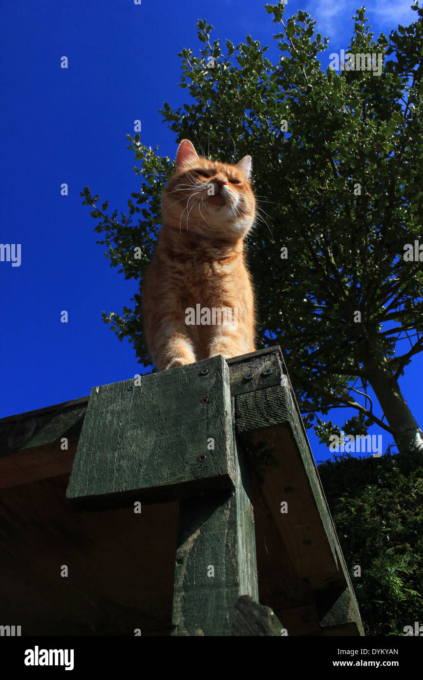 Le gingembre cat sur table de jardin en vertu de holly bush Banque D'Images