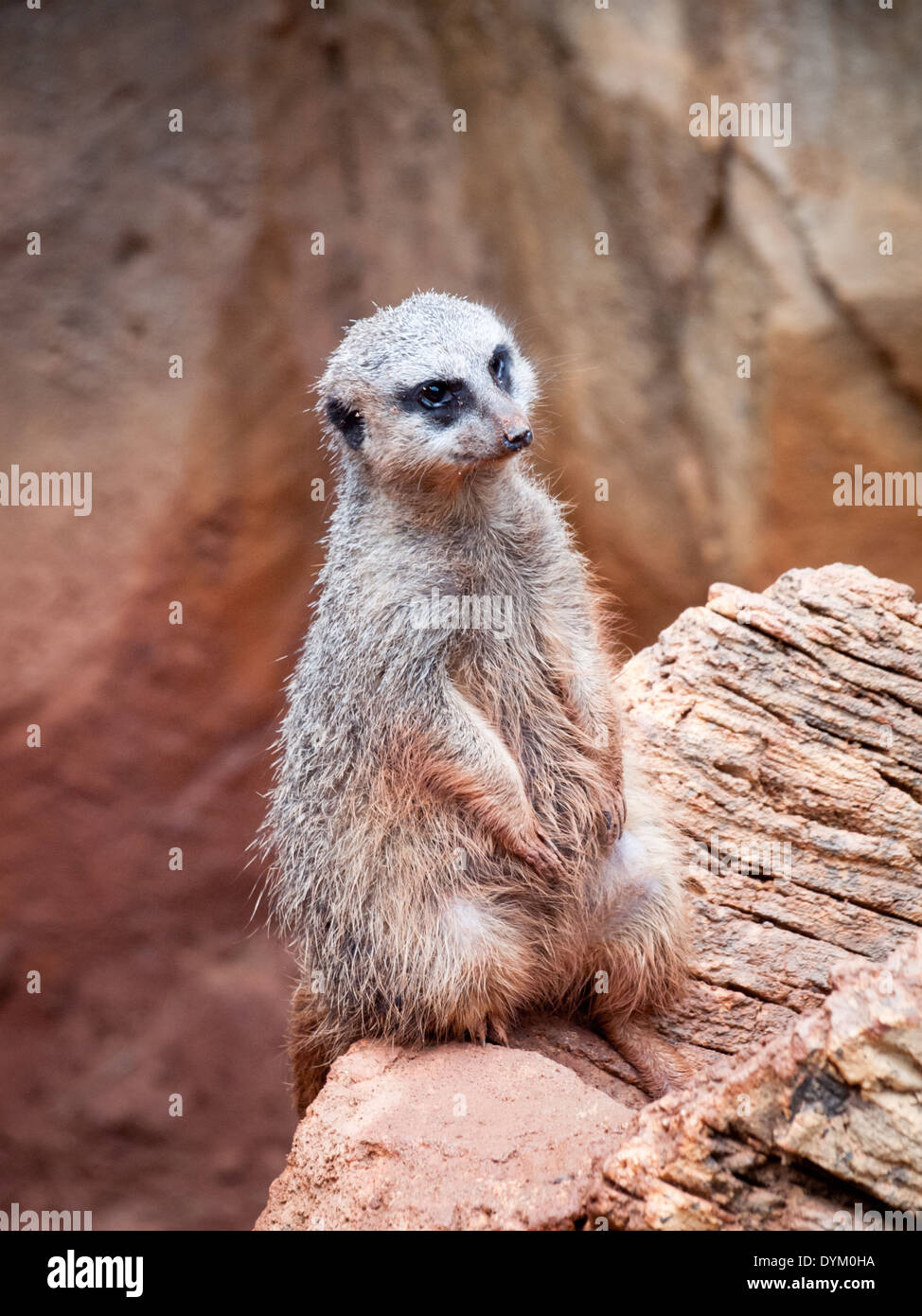 Un meerkat (Suricata suricatta) en captivité, et assis à la mignonne. Le Zoo de Lincoln Park, Chicago, Illinois. Banque D'Images