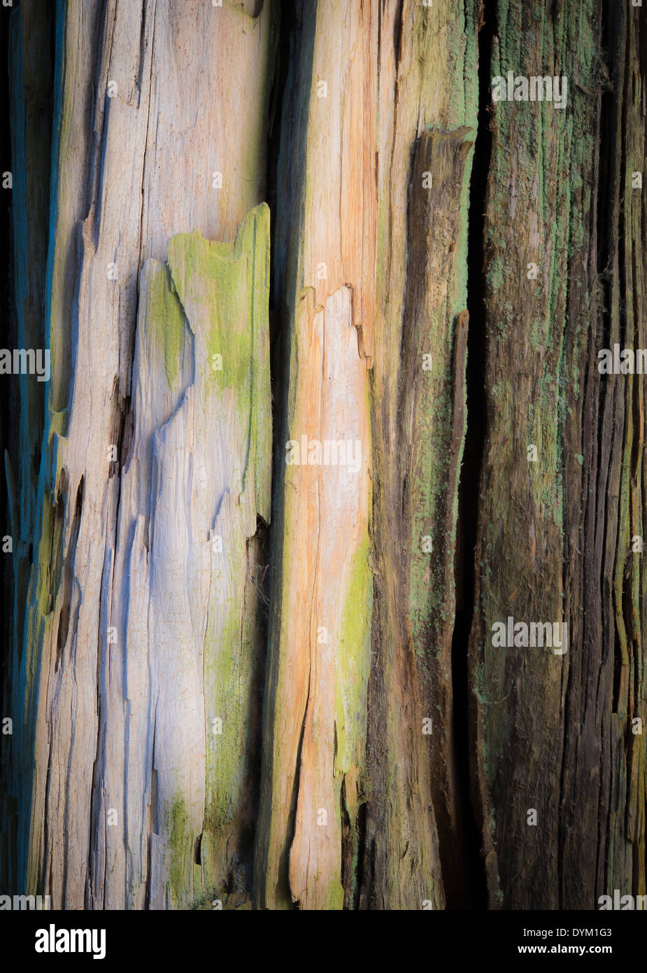 Close up of dead tree trunk avec abstract color Banque D'Images