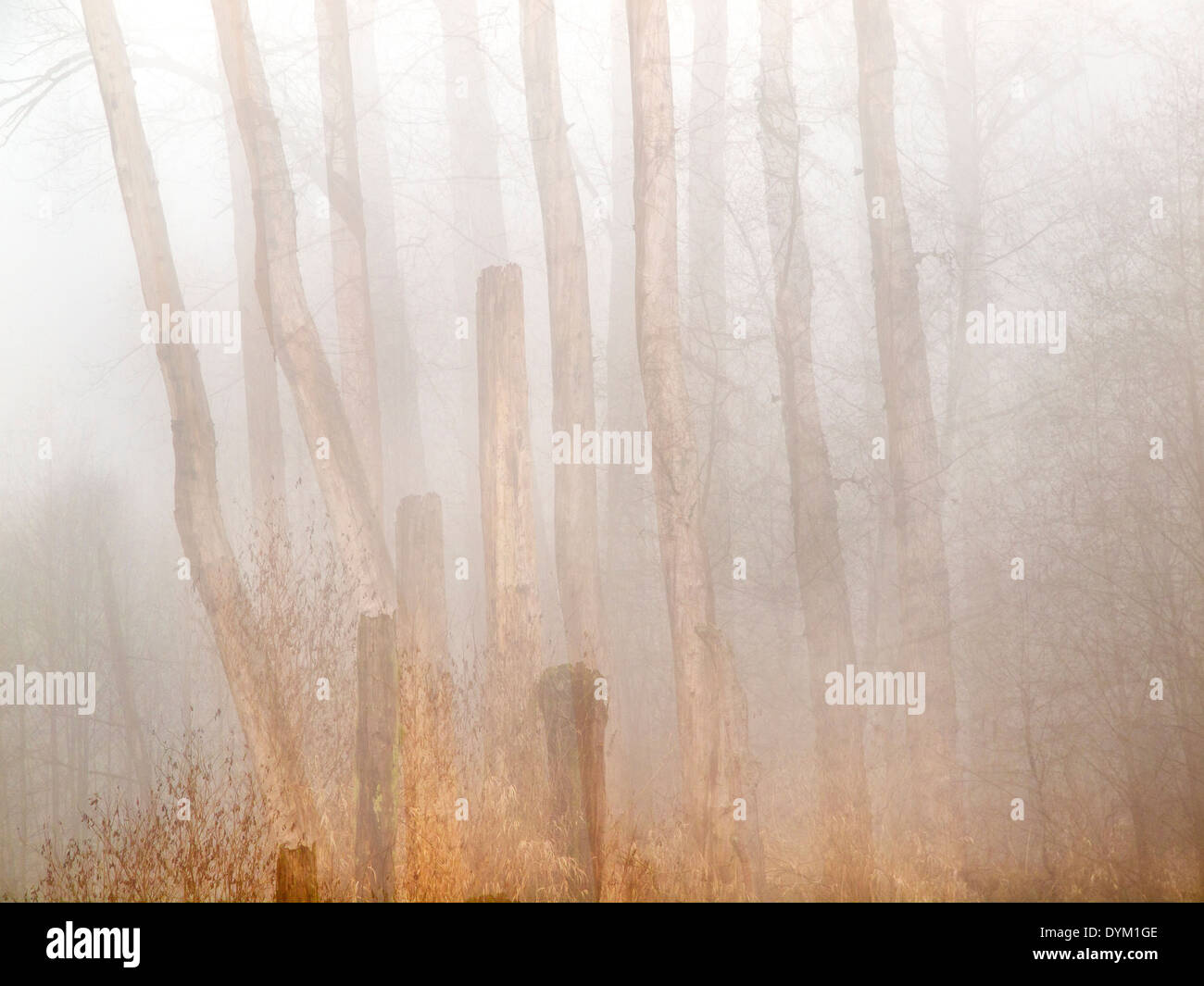 Nature Paysage d'arbres nus avec appareil photo dans une exposition multiple Banque D'Images