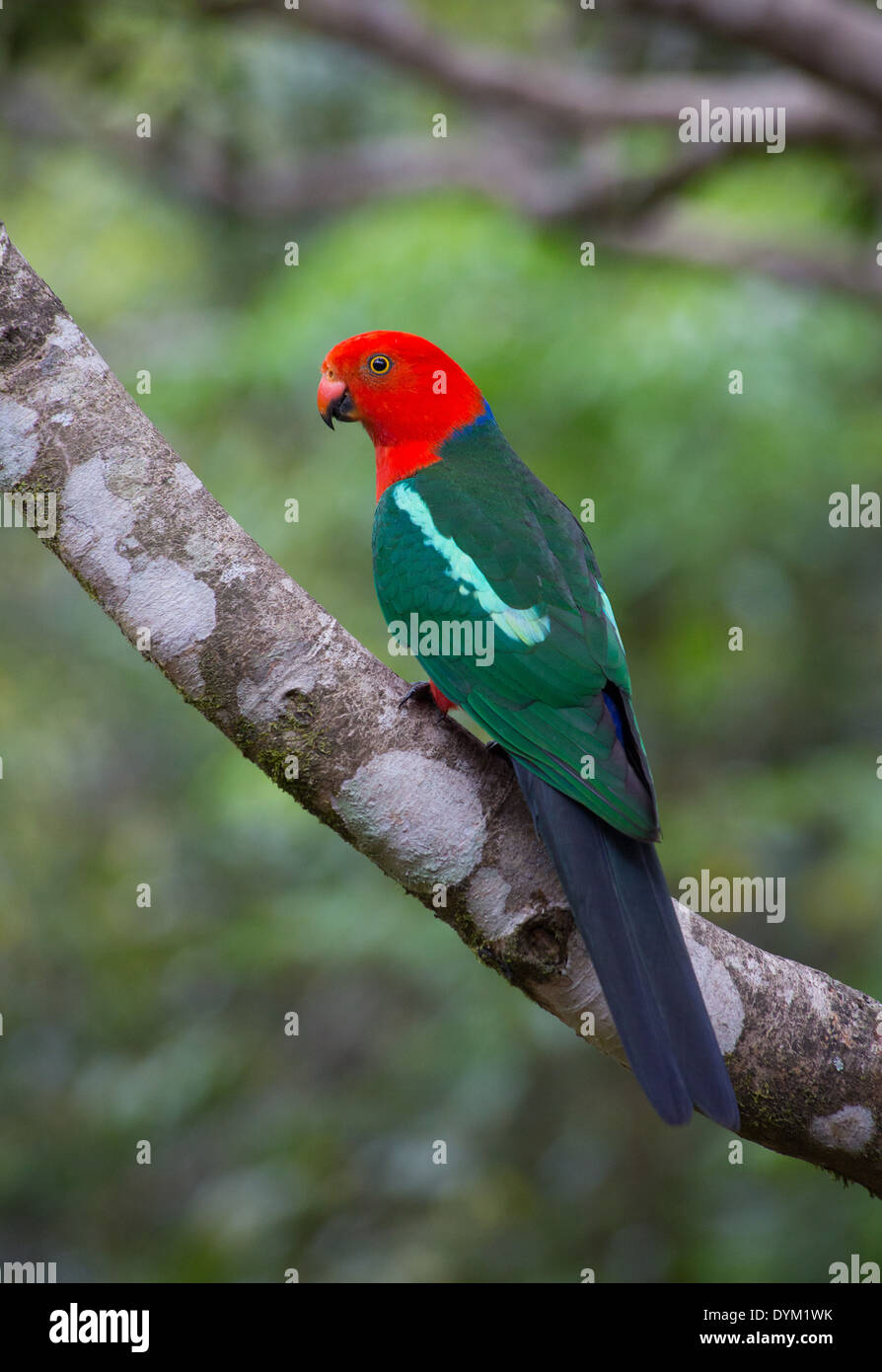 Australian King Parrot (Alisterus scapularis), Queensland, Australie Banque D'Images