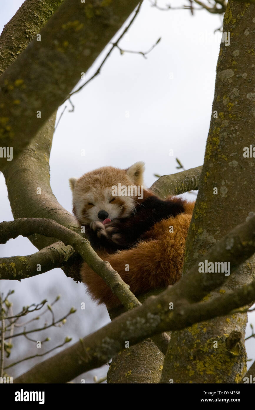 Un panda rouge en captivité dans un arbre Ailurus fulgens Banque D'Images